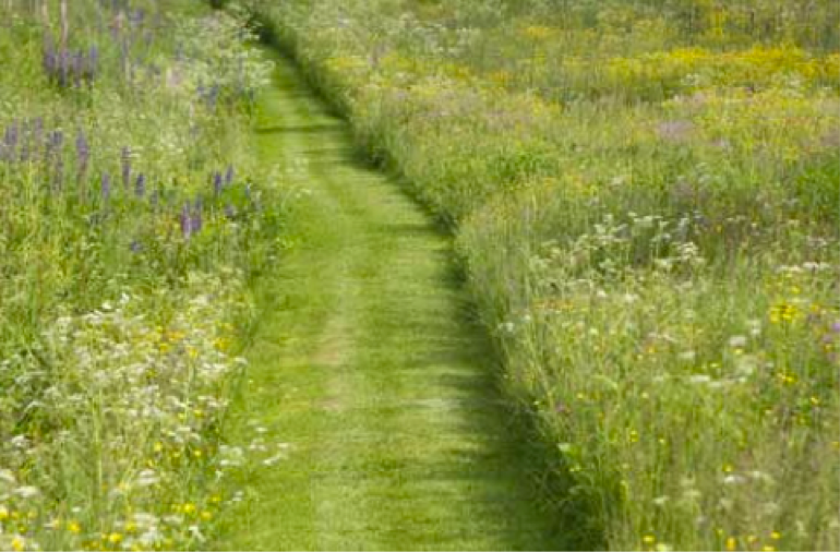 Informal meadow