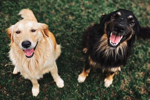 Dogs