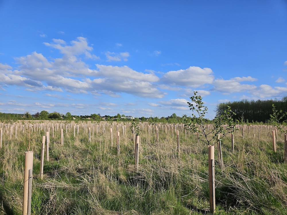 Community woodland, Bidlake Spring