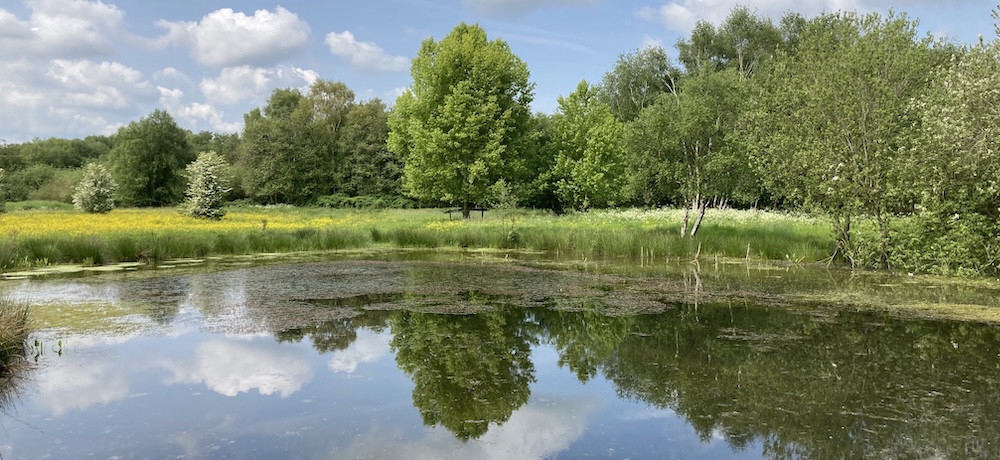 A scene at Flitton Moor. In the foreground is a lake or pond and beyond that is a natural meadow with a tree line behind. The trees are reflected in the lake.