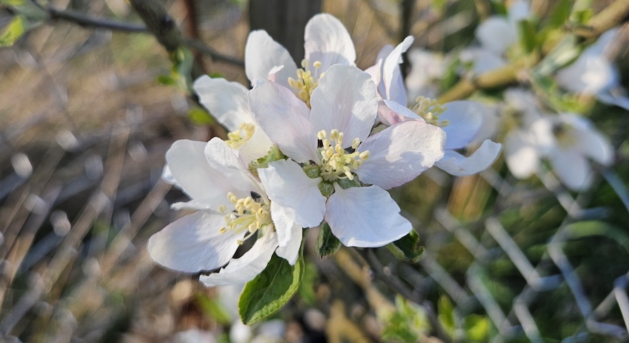 Fruit tree blossom in community orchard, Bidlake Spring