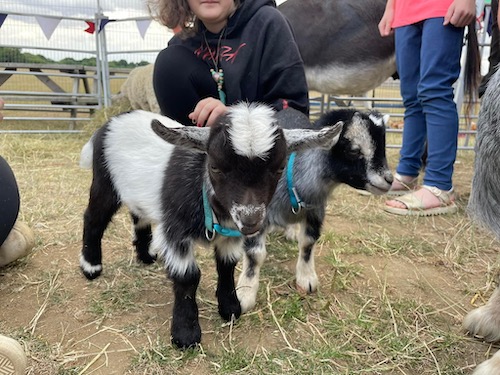 A girl with baby goats on a farm