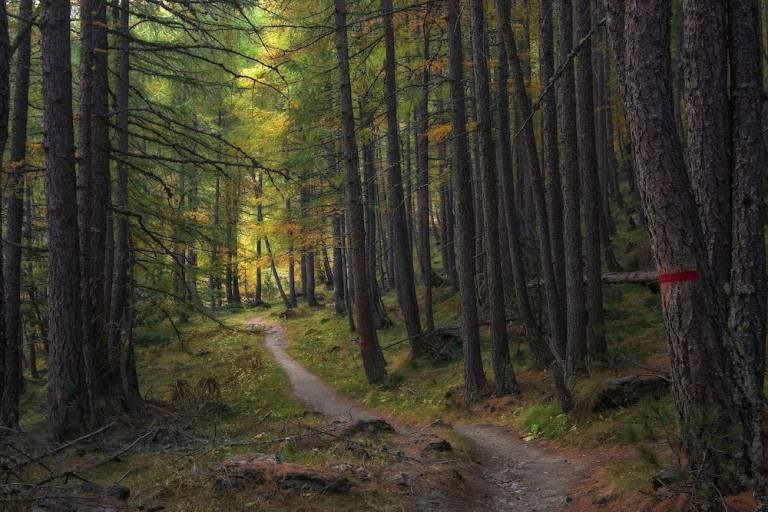 Woodland path winding through tall pine trees, with green and golden foliage and a red trail marker on a tree.
