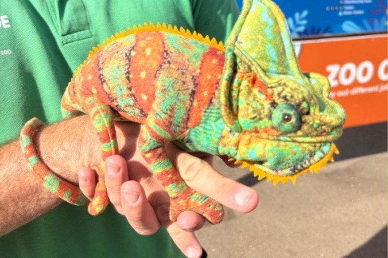 Chameleon at the zoo