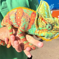 Chameleon at the zoo